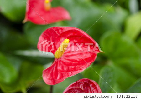 Anthurum Anthurum 131522115