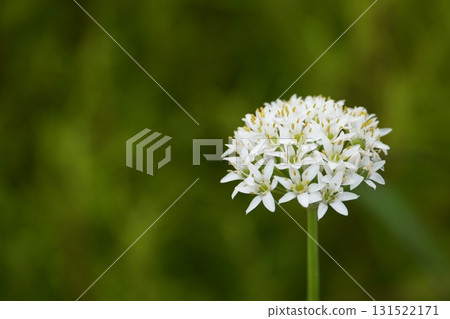 Chive flowers shining in the morning sun 131522171