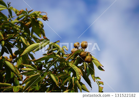 秋日的天空和成熟的七葉樹 秋日的天空和成熟的七葉樹 131522182