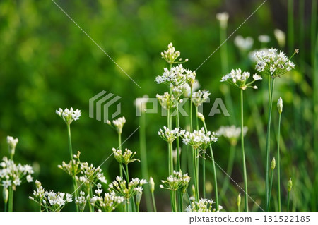Chive flowers shining in the morning sun 131522185