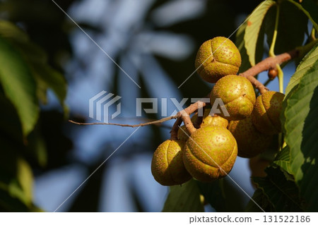 Fruitful Horse Chestnut Trees 131522186