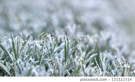 A macro view of lavender covered in a delicate layer of hoarfrost, showing the beautiful texture and cold of a winter morning. 131522314