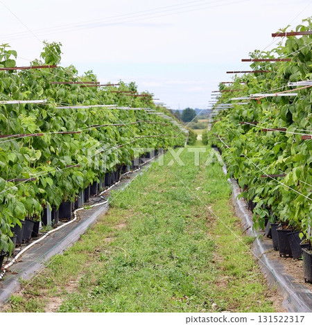 Raspberry canes growing in black pots and supported by a trellis system in long rows under an open sky, illustrating container or intensive farming. Raspberry canes growing in black pots and supported by a trellis system in long rows under an open sky, illustrating container or intensive farming. 131522317