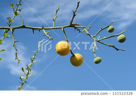 Small yuzu fruit against a blue sky Small yuzu fruit against a blue sky 131522326