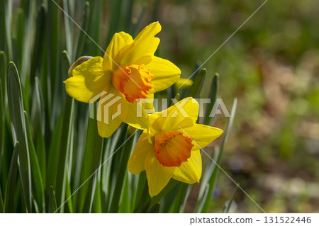 Narcissus Narcissus 131522446
