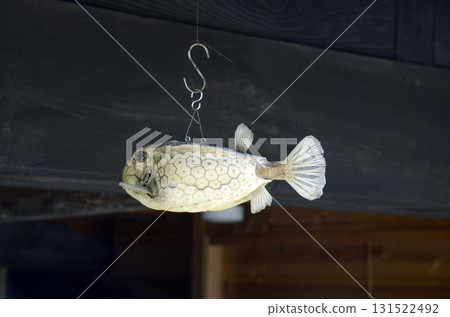 Pufferfish on the porch 131522492