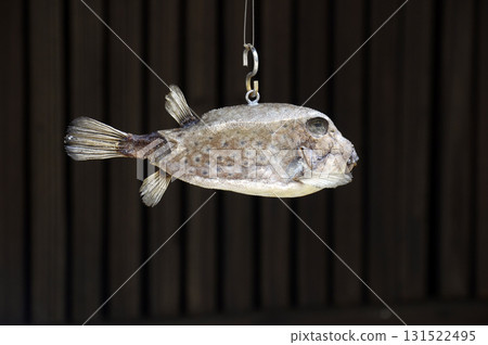 Pufferfish on the porch 131522495