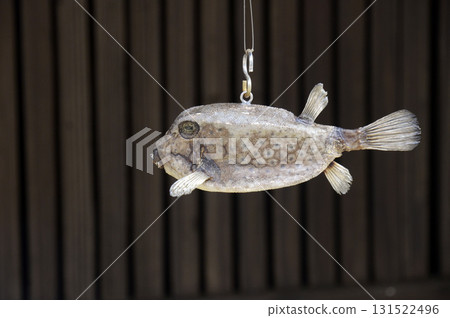 Pufferfish on the porch 131522496