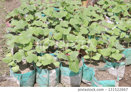 bottle gourd seedling on bag in farm for harvest 131522667