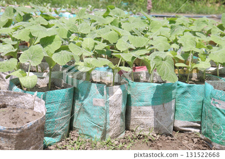 bottle gourd seedling on bag in farm for harvest 131522668