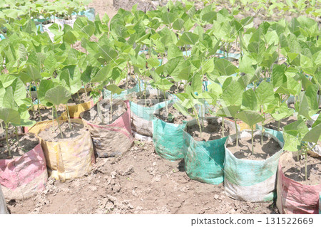 Yardlong bean seedling on bag in farm 131522669