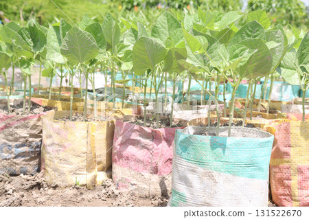 Yardlong bean seedling on bag in farm 131522670