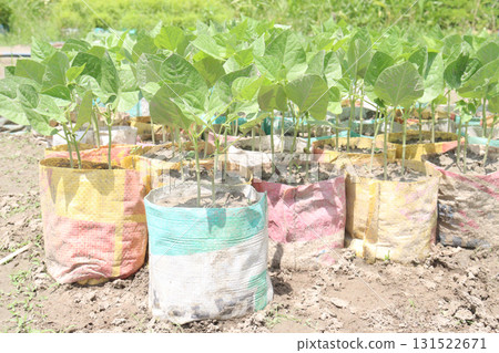 Yardlong bean seedling on bag in farm 131522671