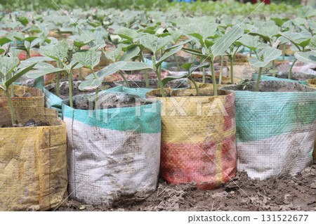 bottle gourd seedling on bag in farm for harvest 131522677
