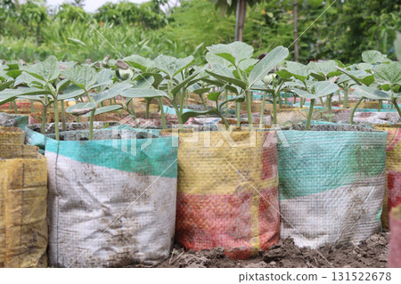bottle gourd seedling on bag in farm for harvest bottle gourd seedling on bag in farm for harvest 131522678