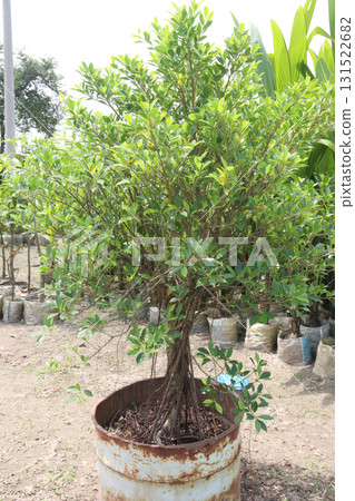 Ficus microcarpa tree plant on farm 131522682