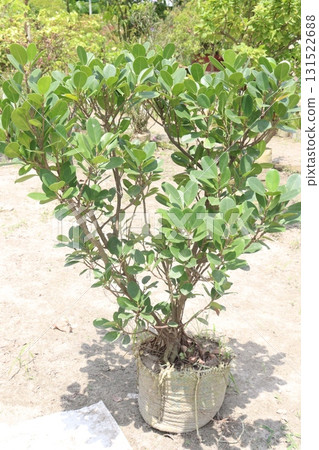 Ficus microcarpa tree plant on farm Ficus microcarpa tree plant on farm 131522688