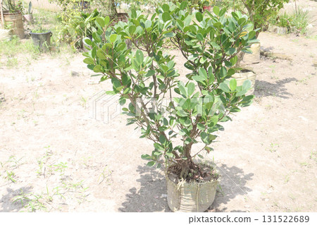 Ficus microcarpa tree plant on farm 131522689