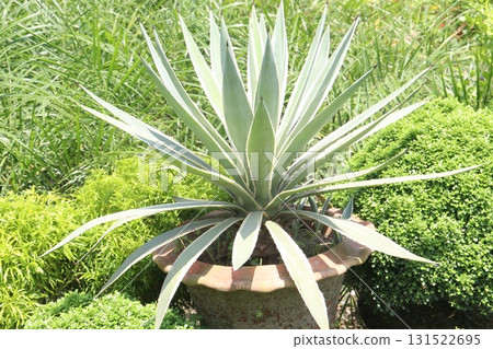 Agave angustifolia leaf plant on nursery Agave angustifolia leaf plant on nursery 131522695
