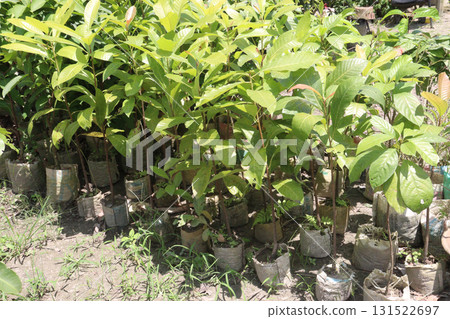 Avocado plant on nursery for sell 131522697