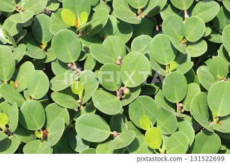 Ficus microcarpa tree plant on farm 131522699