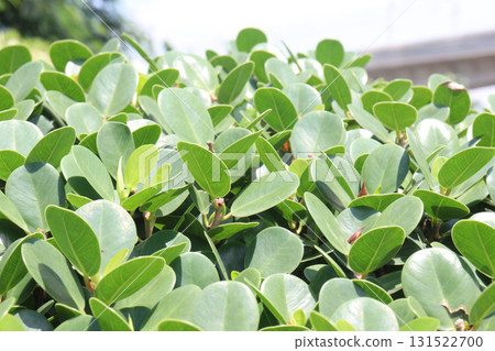 Ficus microcarpa tree plant on farm Ficus microcarpa tree plant on farm 131522700