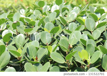 Ficus microcarpa tree plant on farm Ficus microcarpa tree plant on farm 131522701