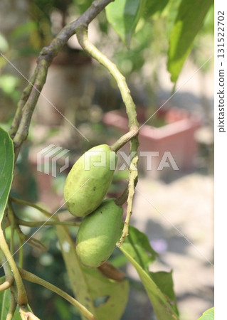 Elaeocarpus serratus also known Ceylon olive on tree Elaeocarpus serratus also known Ceylon olive on tree 131522702