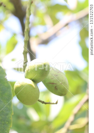 Elaeocarpus serratus also known Ceylon olive on tree Elaeocarpus serratus also known Ceylon olive on tree 131522703