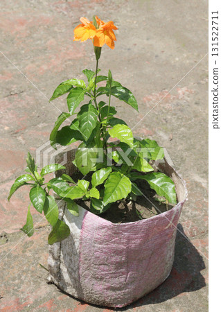 Crossandra infundibuliformis flower plant on farm Crossandra infundibuliformis flower plant on farm 131522711