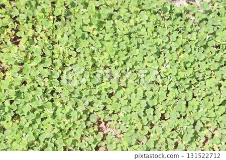 Grona triflora grass or flower plant Grona triflora grass or flower plant 131522712
