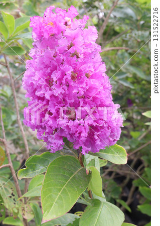 crape myrtle flower plant on farm 131522716