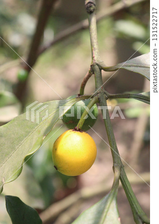 Garcinia intermedia or baraba fruit on tree 131522717