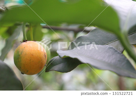 Garcinia intermedia or baraba fruit on tree Garcinia intermedia or baraba fruit on tree 131522721