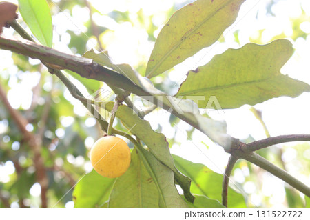 Garcinia intermedia or baraba fruit on tree 131522722