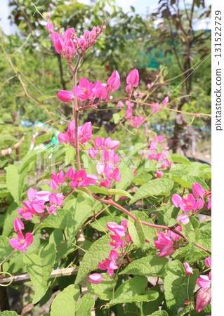 Mexican creeper flower plant on nursery Mexican creeper flower plant on nursery 131522729