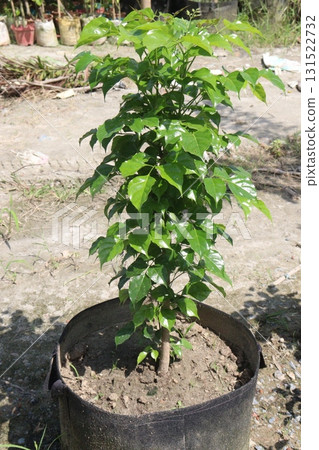 Radermachera sinica flower and ornamental plant Radermachera sinica flower and ornamental plant 131522732