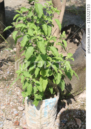 Holy Basil plant on farm Holy Basil plant on farm 131522733