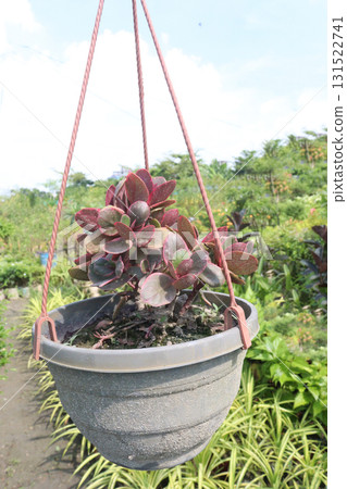 Kalanchoe Thyrsiflora leaf plant on hanging pot Kalanchoe Thyrsiflora leaf plant on hanging pot 131522741