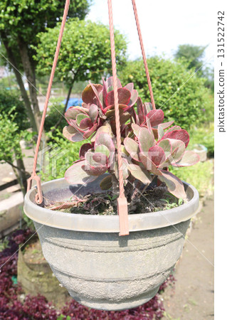 Kalanchoe Thyrsiflora leaf plant on hanging pot Kalanchoe Thyrsiflora leaf plant on hanging pot 131522742
