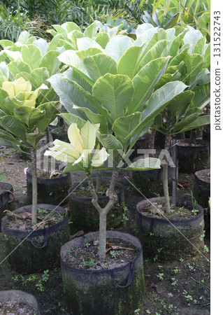 frangipani flower plant on farm frangipani flower plant on farm 131522743