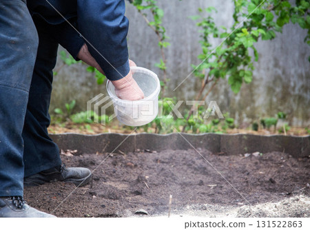 An elderly man sprays dolomite flour on acidic soil to deoxidize the soil and increase the harvest at his dacha in the spring. Copy space for text 131522863