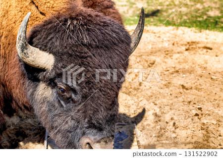 The black bison is an extinct species of the bison genus of the bovid family in the wild, close-up 131522902