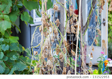 Dried borage leaves in a garden bed. Cucumber diseases, drought, and nutrient deficiencies, close-up, agriculture Dried borage leaves in a garden bed. Cucumber diseases, drought, and nutrient deficiencies, close-up, agriculture 131522953