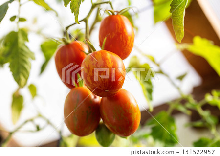 A bunch of Easter Egg tomatoes on a bush against the sun, close-up 131522957