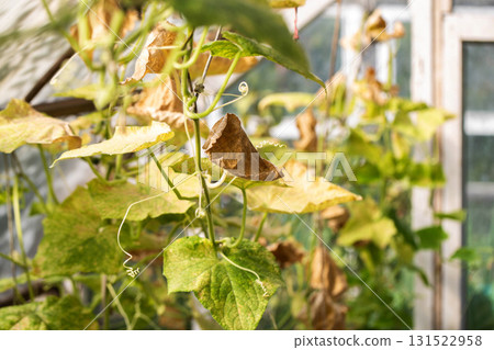 Dried borage leaves in a garden bed. Cucumber diseases, drought, and nutrient deficiencies, close-up, agriculture 131522958