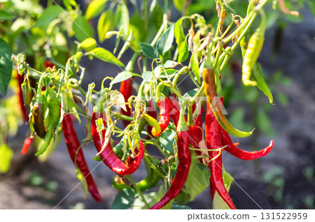 A beautiful bush with red hot pepper pods against the sun. A harvest at the dacha. 131522959