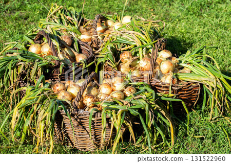 Summer cottage harvest of onions in baskets against the background of grass, close-up Summer cottage harvest of onions in baskets against the background of grass, close-up 131522960