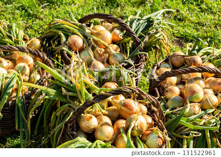 Summer cottage harvest of onions in baskets against the background of grass, close-up Summer cottage harvest of onions in baskets against the background of grass, close-up 131522961