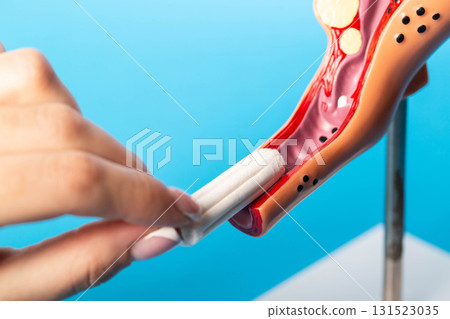 Female hand with sanitary tampon near female medical model on blue background. Concept of hygiene in women during menstruation, close-up. Copy space for text 131523035
